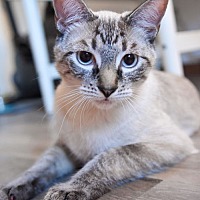 adopt a pet