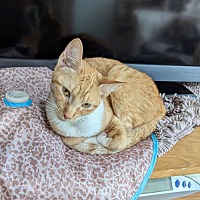 adopt a pet