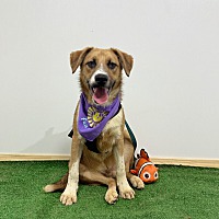 adopt a pet