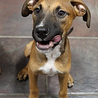 adopt a pet
