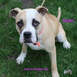 Photo of Bodhi - Needs Foster