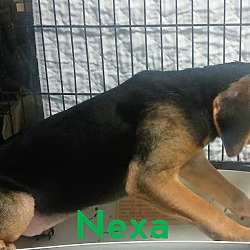 Thumbnail photo of Nexa #2