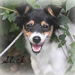 Thumbnail photo of Slick~adopted! #1