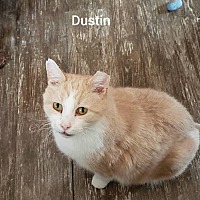 Deal With Feral Cats Humanely The Morning Call