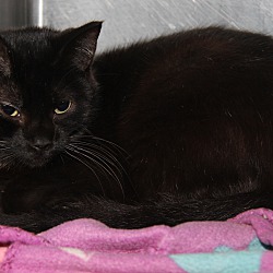 Thumbnail photo of Midnight (Spayed/Combo Tested) #1