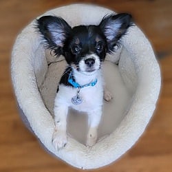 Photo of Pixie Puppy