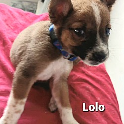 Thumbnail photo of Lolo #3