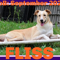 Thumbnail photo of FLISS #1