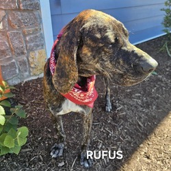 Thumbnail photo of Rufus #2