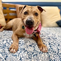 adopt a pet