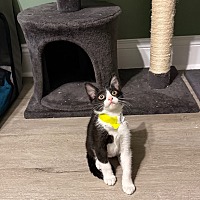 adopt a pet