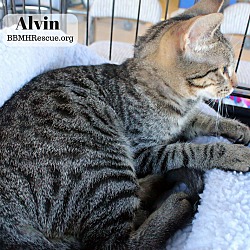 Thumbnail photo of Alvin #2