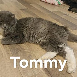 Photo of Tommy