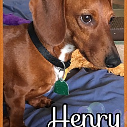 Thumbnail photo of Henry #2