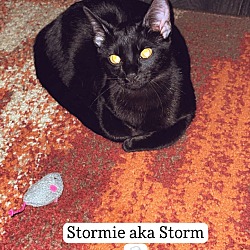 Thumbnail photo of Storm #2