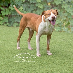 Thumbnail photo of FINLEY - ADOPTED!!! #1