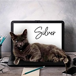 Photo of Silver (FELV+ Foster Kitty)