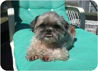 pekingese toy poodle