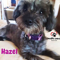 Photo of Hazel - No Longer Accepting Applications
