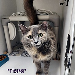 Thumbnail photo of Tigra #1