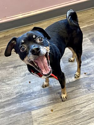 Evansville, IN - Miniature Pinscher/Pug. Meet Miss Molly a Pet for ...