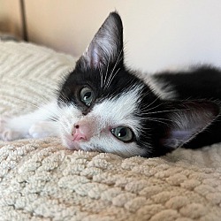 Thumbnail photo of 8/3@Petco Jay! PURRfect kitten #2