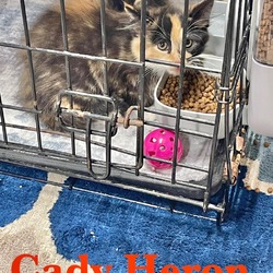 Thumbnail photo of Cady Heron #3