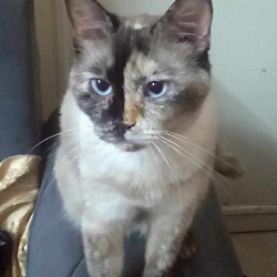 Thumbnail photo of Sakara (Siamese) #2