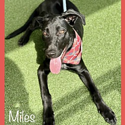 Thumbnail photo of MILES #1