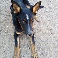 adopt a pet