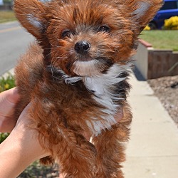 Thumbnail photo of Snickers #4