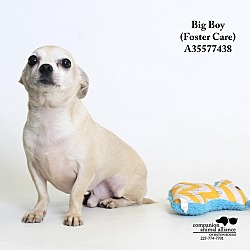 Thumbnail photo of Big Boy  (Foster Care) #2