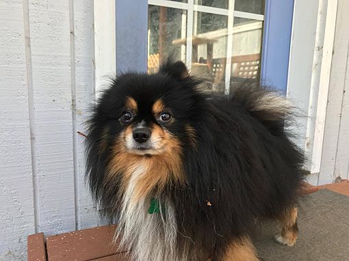 Eugene Or Pomeranian Meet Tazzy A Pet For Adoption