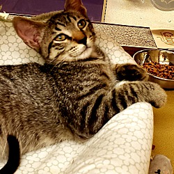 Thumbnail photo of Intrepid " Kitten of Adventure #4