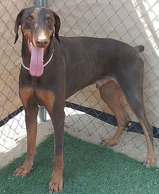 Las Vegas, NV - Doberman Pinscher. Meet Jack A Pet For Adoption ...