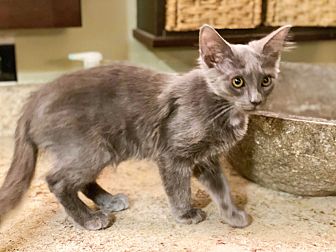 Lebanon, TN - Russian Blue. Meet Salem a Pet for Adoption.