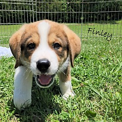 Thumbnail photo of Finley~adopted! #3