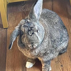 Photo of CJ Bunny: Not at the Shelter