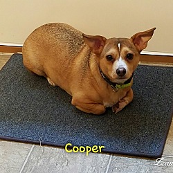 Thumbnail photo of Cooper #4