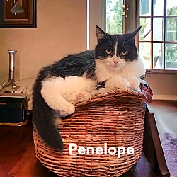 Thumbnail photo of Penelope Pussycat #3