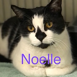Photo of NOELLE Cat