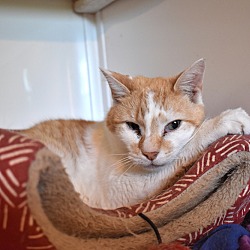 Photo of Cheddar