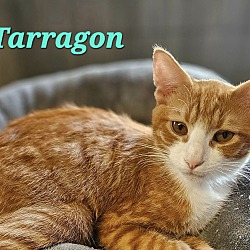 Thumbnail photo of Tarragon #2