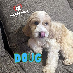 Thumbnail photo of Doug - Dirty Dawg Litter #2