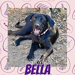 Thumbnail photo of Bella #1