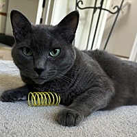 adopt a pet