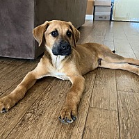 adopt a pet