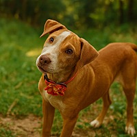 adopt-pet