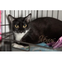 adopt-pet