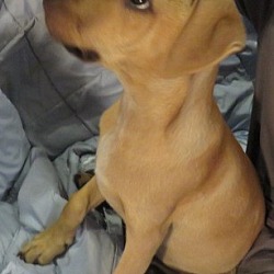 Thumbnail photo of Benny! ADORABLE Puppy! #3